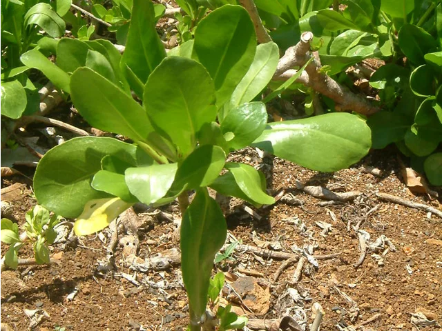 草海桐