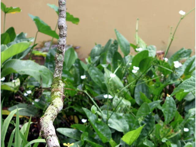 Echinodorus palifolius
