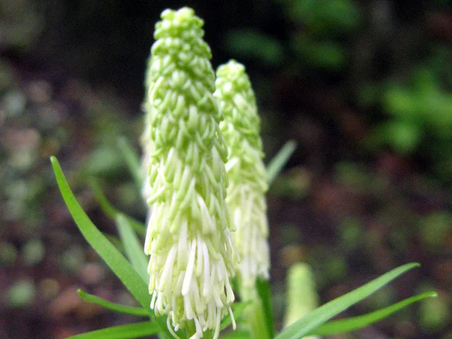 Chionographis japonica