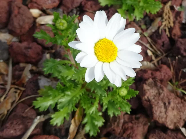 白晶菊