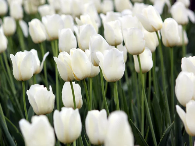 Tulip City of Vancouver