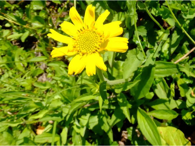 山金车花