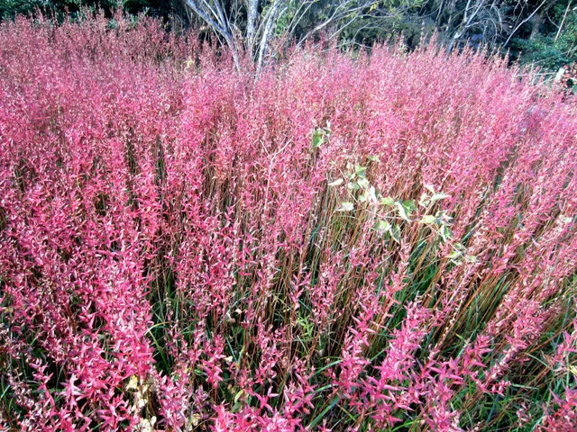 Lythrum anceps