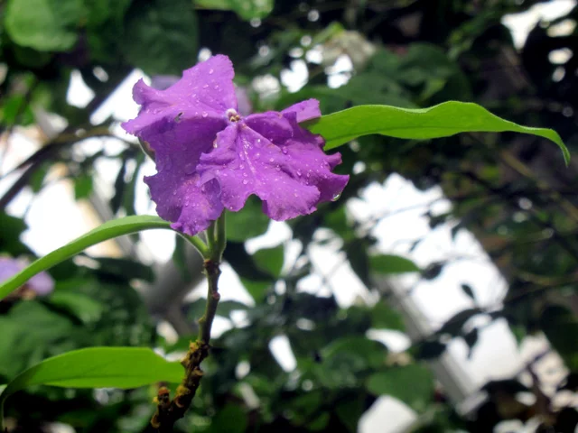 Tecomabrunfersia paukikhlora 'excimer'