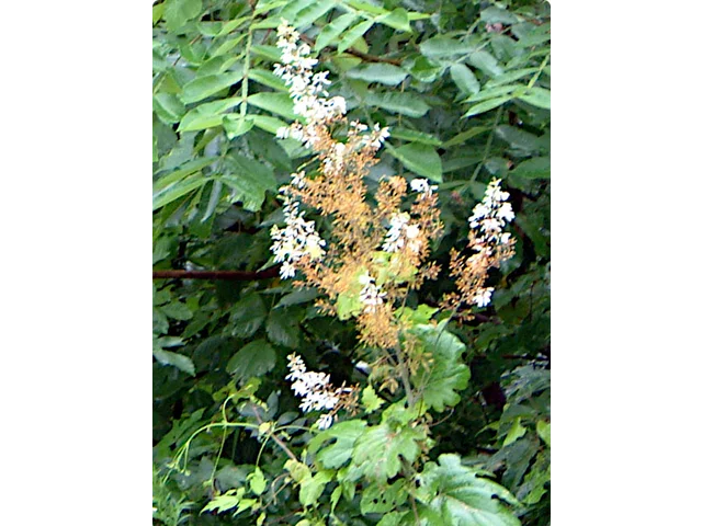 Macleaya cordata