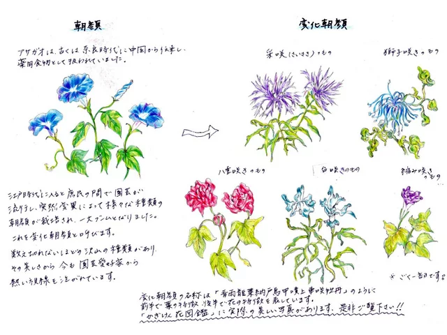 Henka asagao 'kisuisyofuiriutikomi’