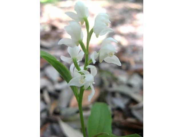 Silver orchid