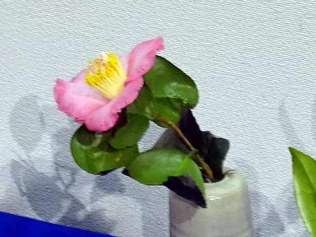 椿 '聚楽'
