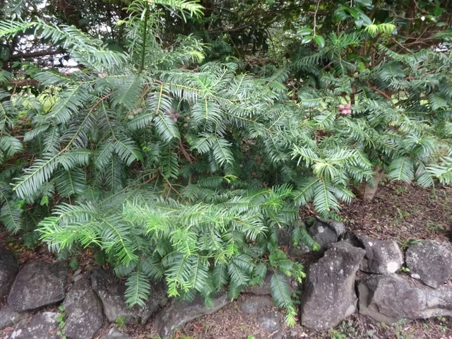 柱冠粗榧