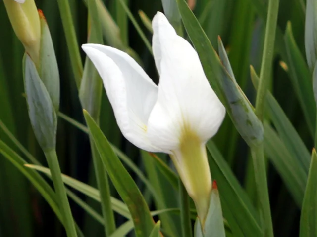 Iris ensata 'Hakuryu no tsume'