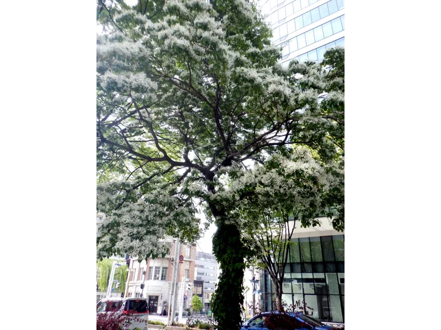 ヒトツバタゴ