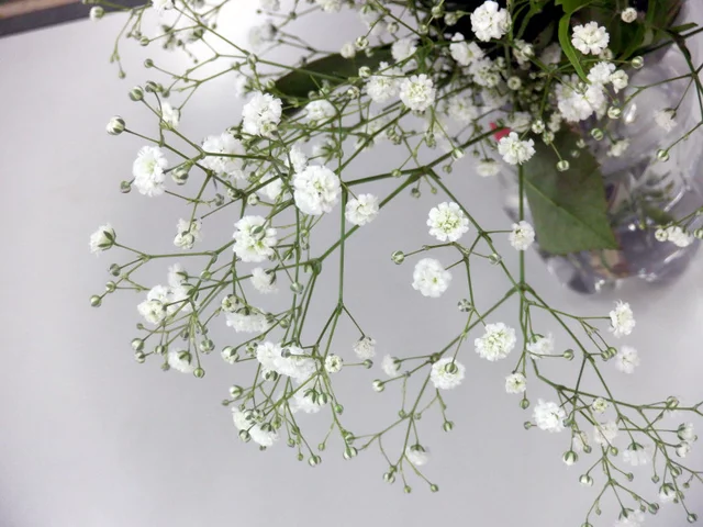 Gypsophila
