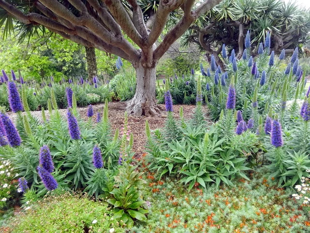 Echium candicans
