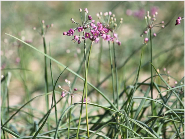 Allium chinense