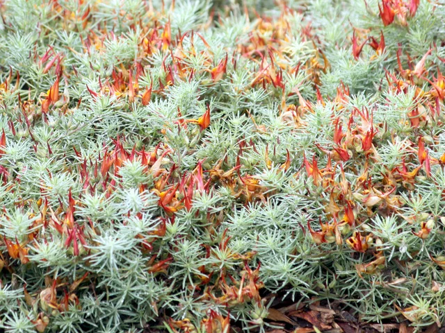 Lotus bertheloti
