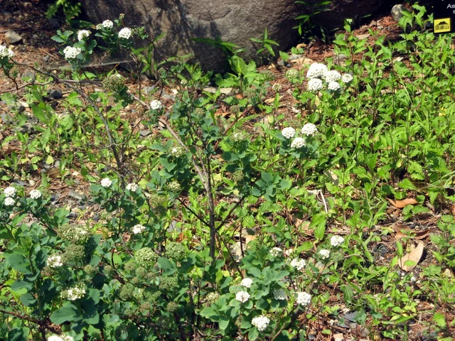 Spiraea dasyantha