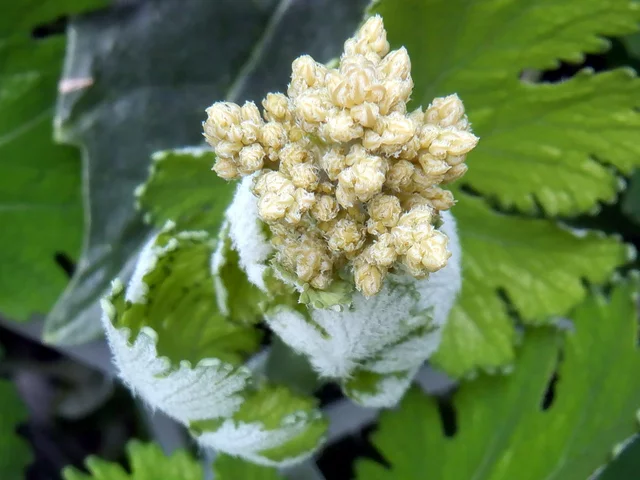 Macleaya cordata