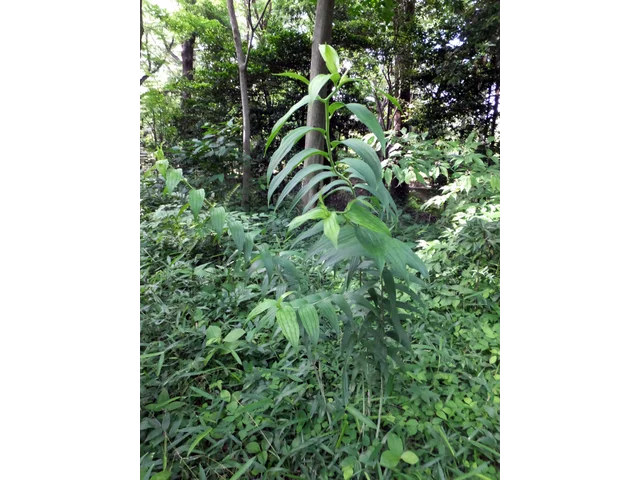 Disporum viridescens