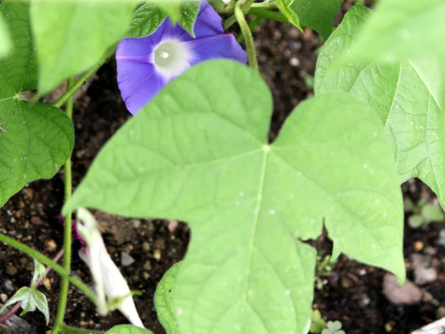 牵牛花 原種