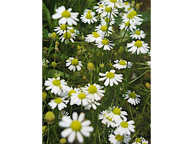 Matricaria chamomilla