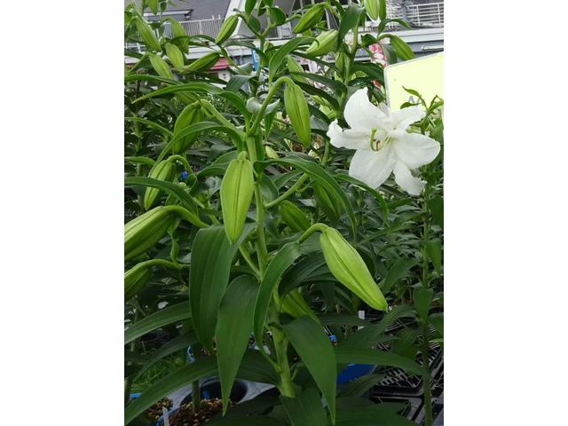 カサブランカ