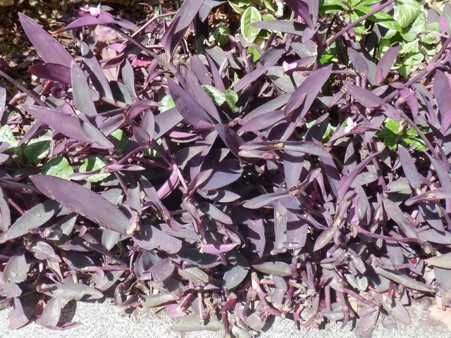 Tradescantia pallida