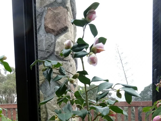 山茶花 '越之麗人'