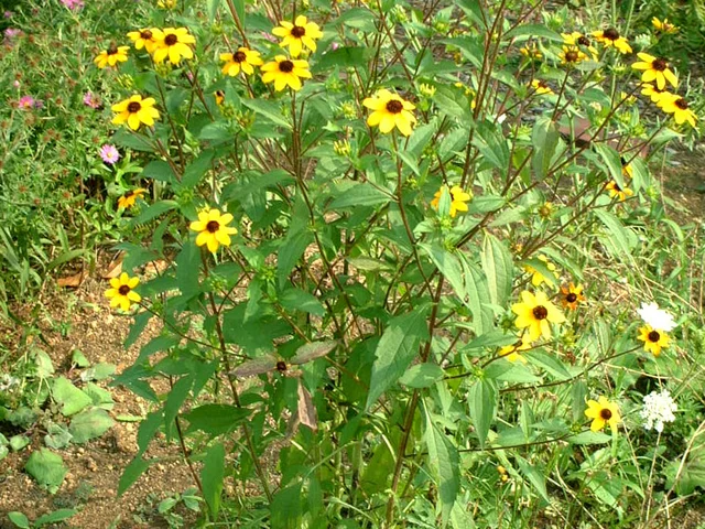 三裂叶金光菊