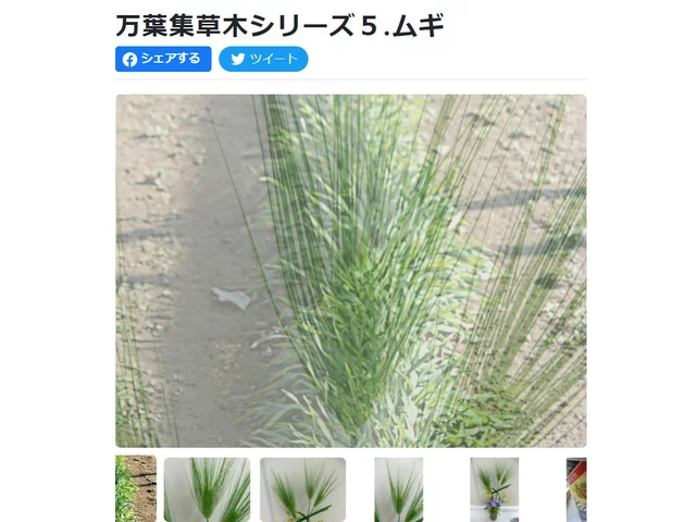 大麦