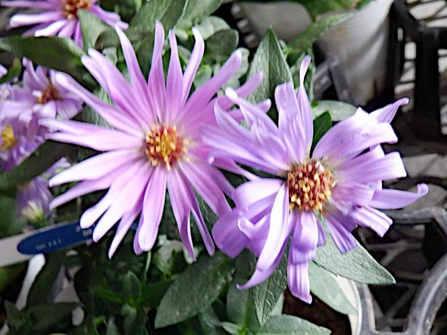 Symphyotrichum novi-belgii