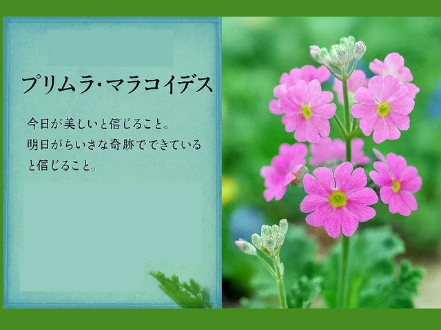 プリムラ・マラコイデス