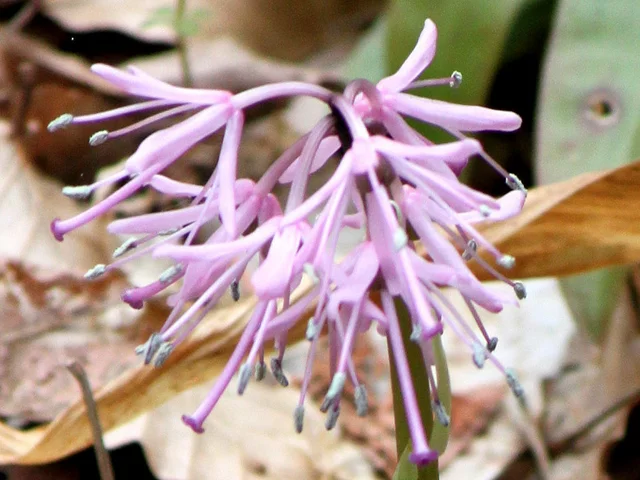 Heloniopsis orientalis