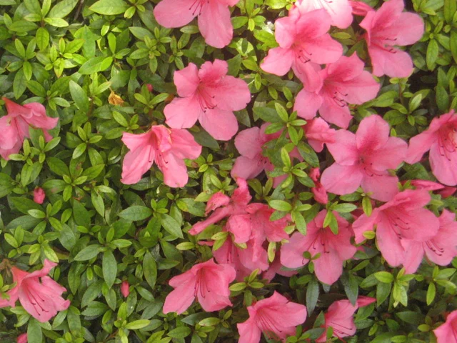 Satsuki