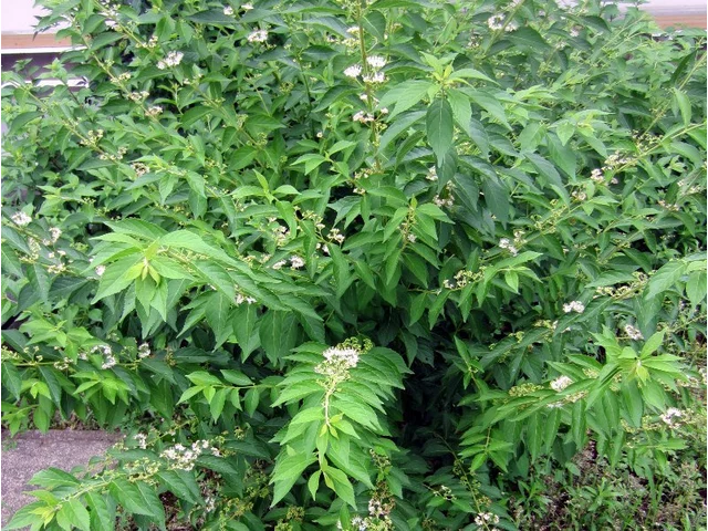 白果日本紫珠