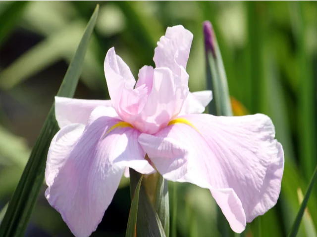 花菖蒲 '美吉野'