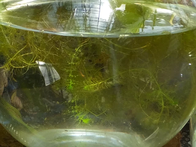 Utricularia intermedia