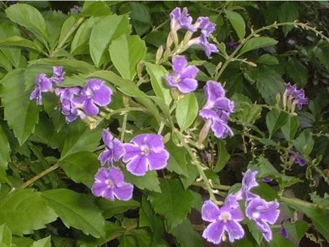 Duranta