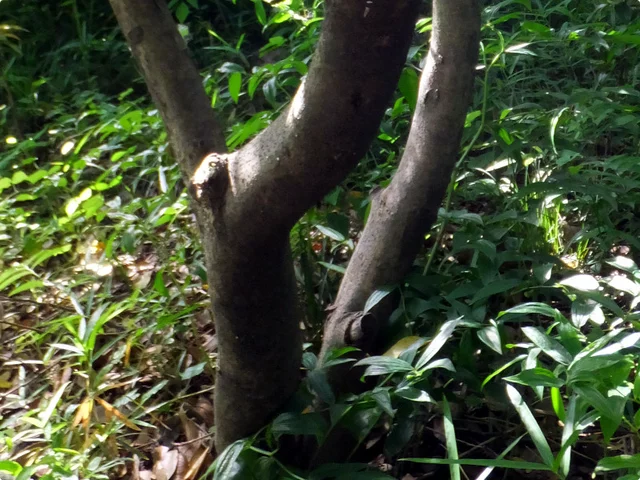 Japanese Cheesewood
