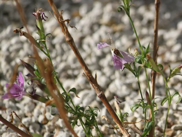 Dianthus