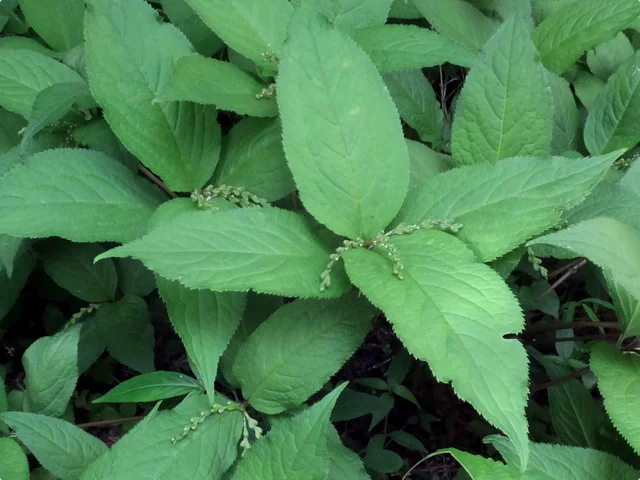 Laportea bulbifera