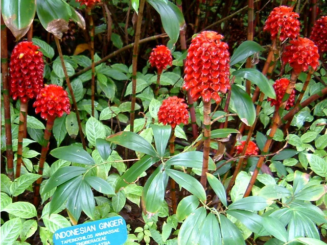Indonesian wax ginger