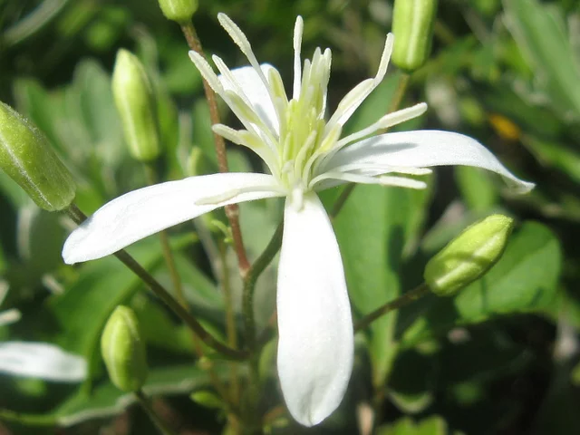 Clematis terniflora