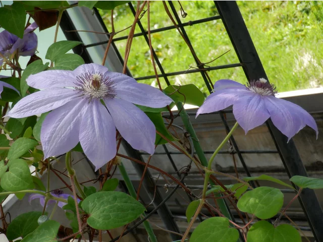Clematis patens
