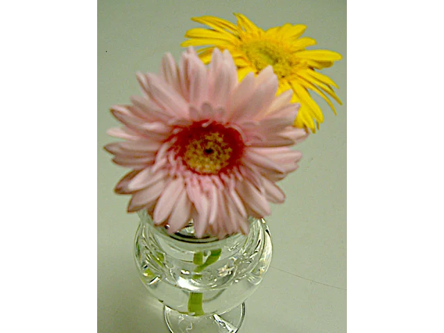 Gerbera