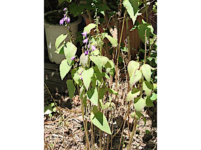 Adenophora remotiflora
