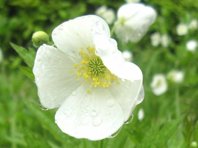Anemone dichotom