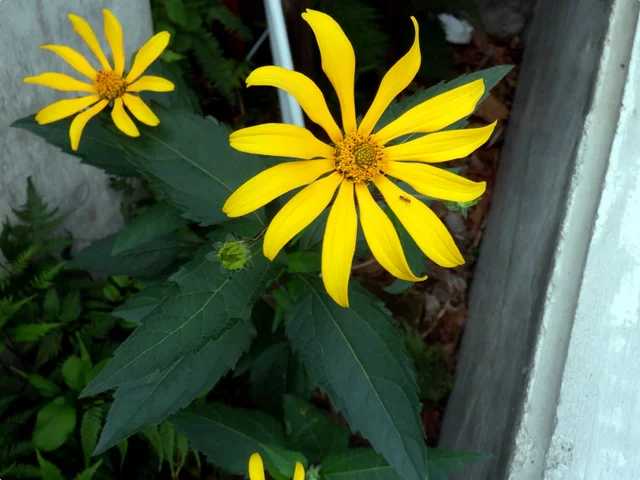 Helianthus tuberosus