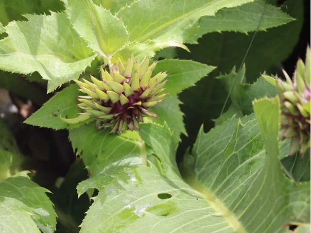 Cirsium purpuratum