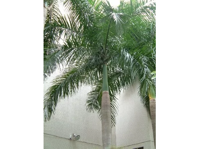 bottle Palm
