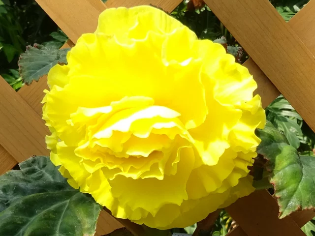 Begonia tuberhybrida 'Yellow ruffledform'